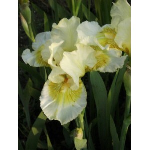 Iris 'Sunshine Boy'