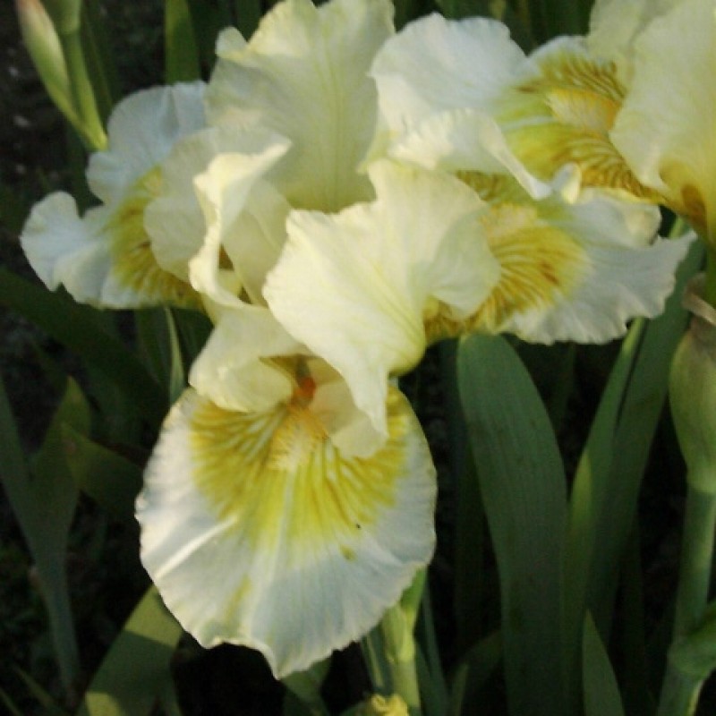 Iris 'Sunshine Boy'