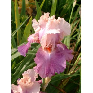 Iris 'Sweet Mussete'