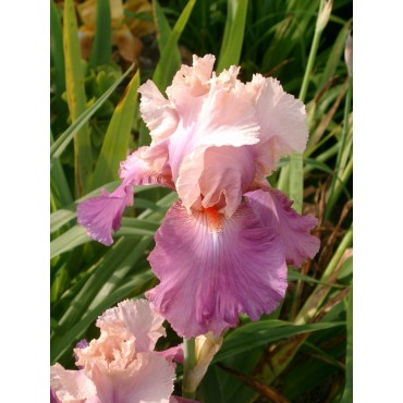 Iris 'Sweet Mussete'