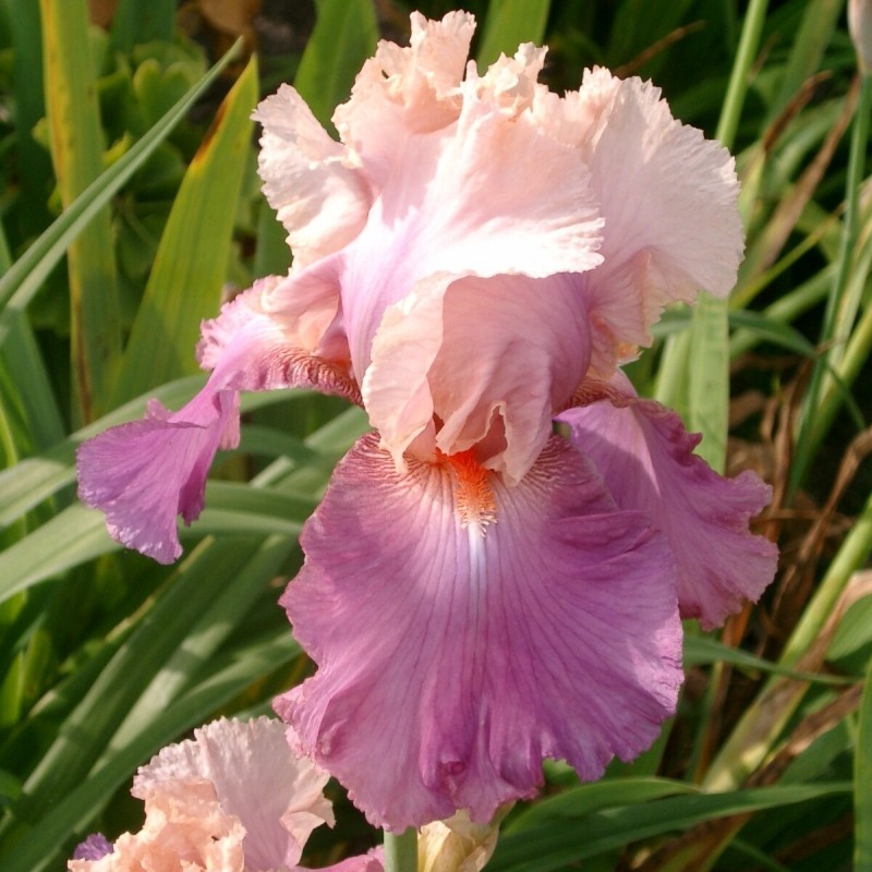 Iris 'Sweet Mussete'