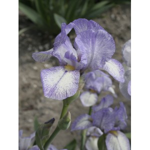 Iris 'Petite Monet'