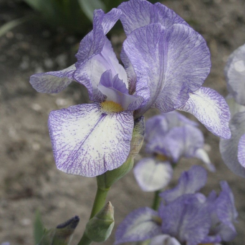 Iris 'Petite Monet'