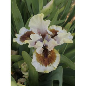 Iris 'Zing Me'