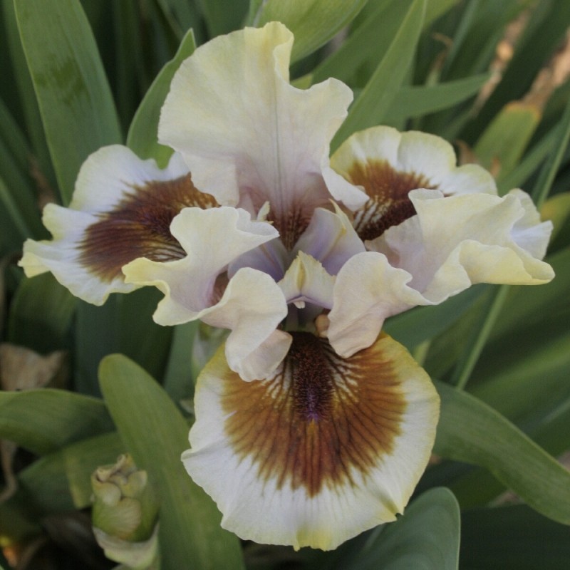 Iris 'Zing Me'