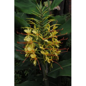 Hedychium gardnerianum