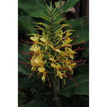 Hedychium gardnerianum