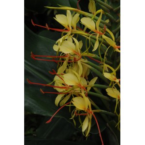 Hedychium gardnerianum