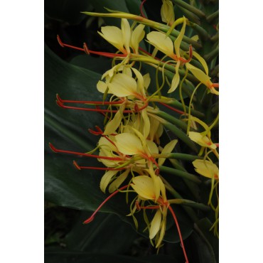 Hedychium gardnerianum