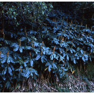 Hedychium gardnerianum