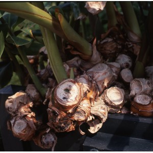 Hedychium gardnerianum