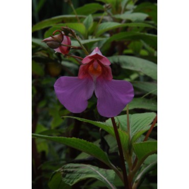 Impatiens flanaganae