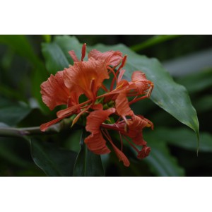 Hedychium greenei