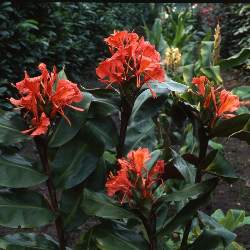 Hedychium greenei