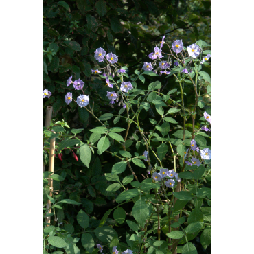 Solanum tuberosum ‘Grimpanti’