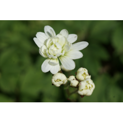 Saxifrage granulata var. plena