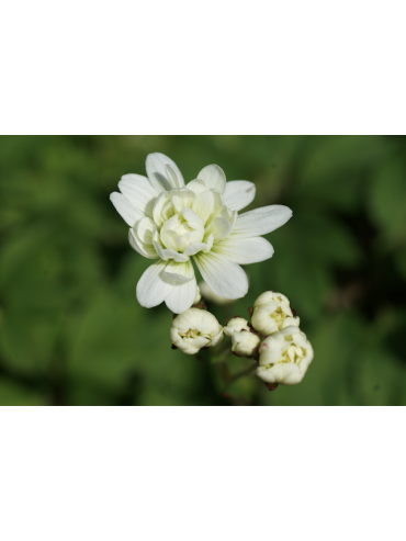 Saxifrage granulata var. plena