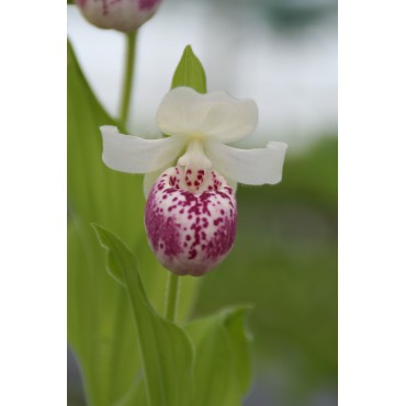 Cypripedium 'Ulla Silkens'