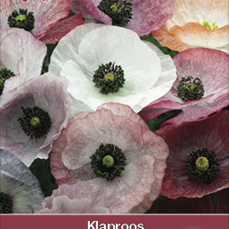 Papaver rhoeas 'Parelmoer'