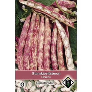 Stamkievitsboon 'Flambo'