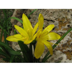 Sternbergia greuteriana