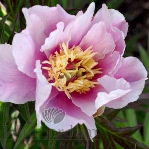 Paeonia 'Ballarena de Saval'