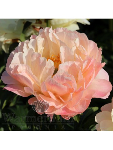 Paeonia 'Coral Sunset'