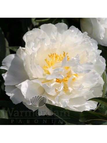 Paeonia 'Fringed Ivory'