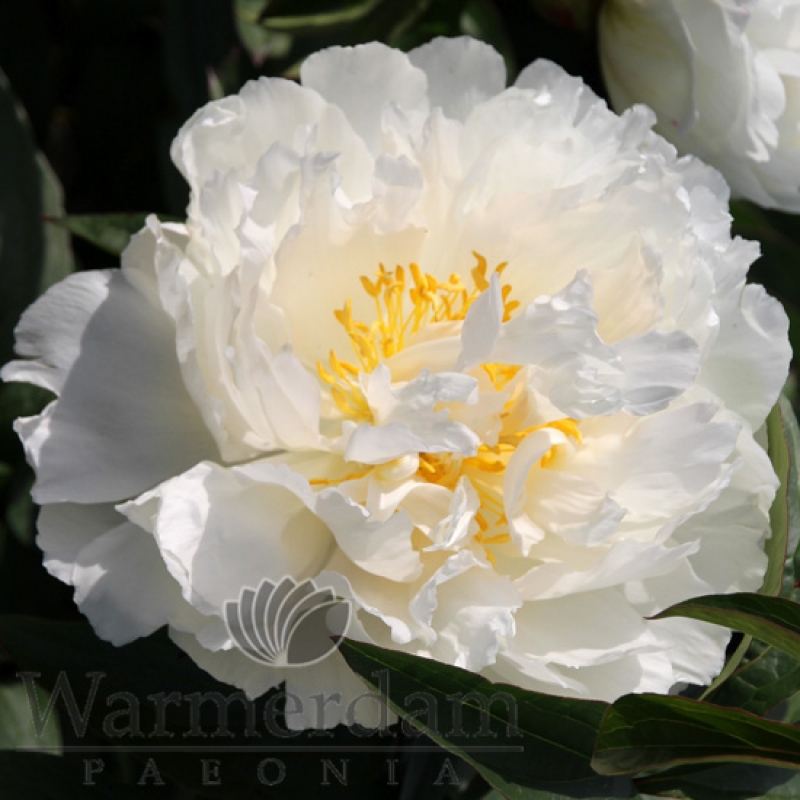 Paeonia 'Fringed Ivory'