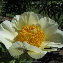 Paeonia 'Moonrise'