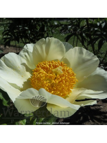 Paeonia 'Moonrise'