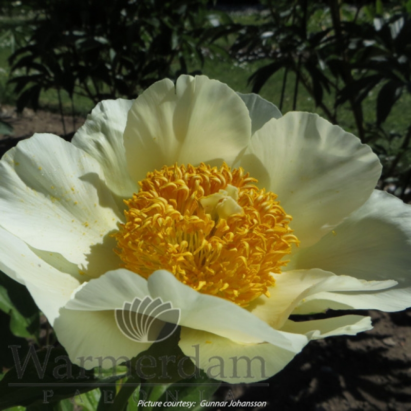 Paeonia 'Moonrise'