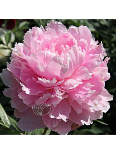 Paeonia 'Pillow Talk'