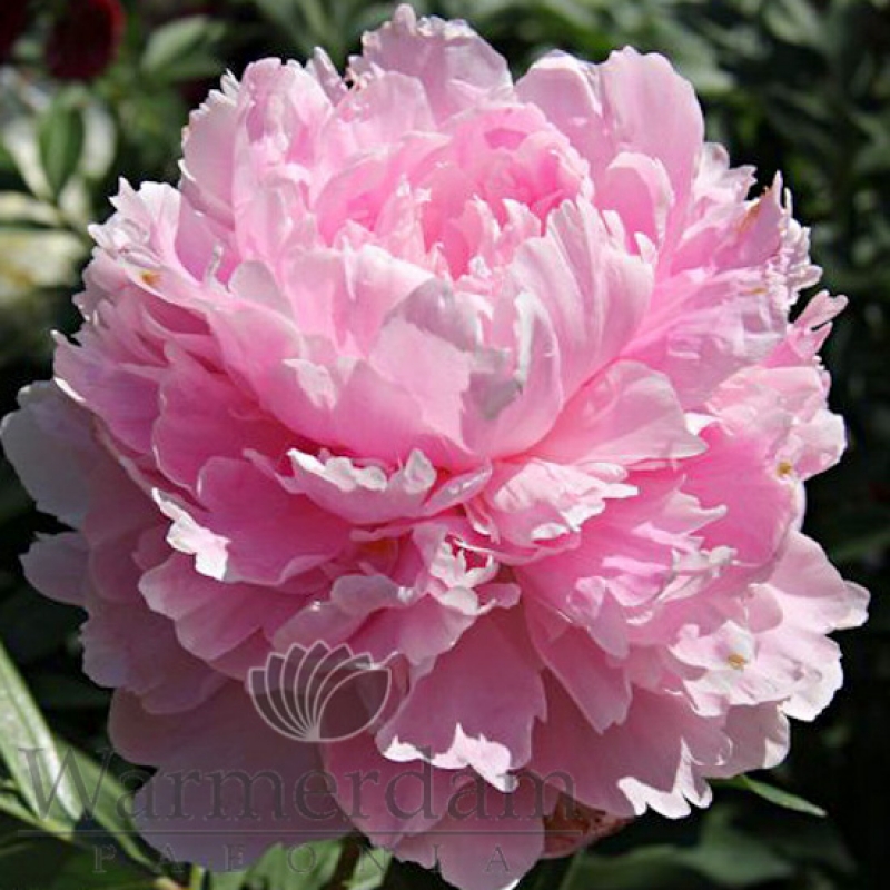 Paeonia 'Pillow Talk'