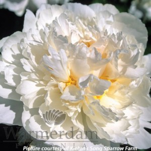 Paeonia 'Steve's Choice'