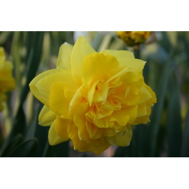 Narcissus 'Eastertide'