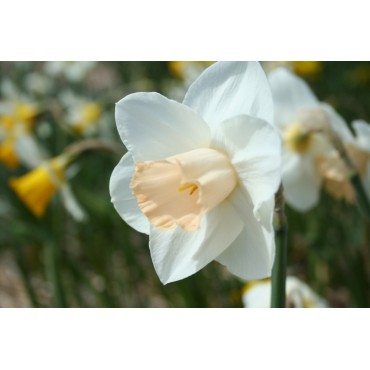 Narcissus 'Close Encounter'