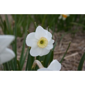 Narcissus 'Dell Chapel'