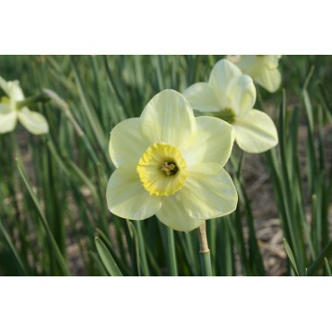 Narcissus 'Earthlight'