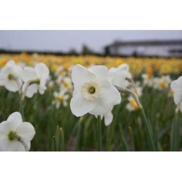 Narcissus 'Glen Cassley'