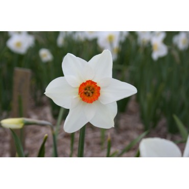 Narcissus 'Enniskillen'