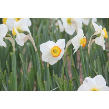 Narcissus 'John's Delight'