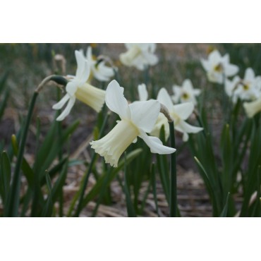 Narcissus 'Cazique'