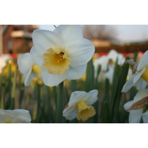 Narcissus 'Polar Sunset'