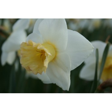 Narcissus 'Polar Sunset'