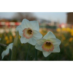 Narcissus 'Rimski'