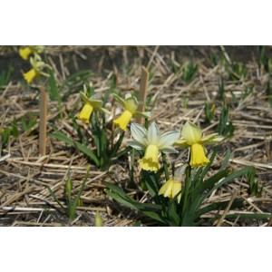 Narcissus 'Ouzel'