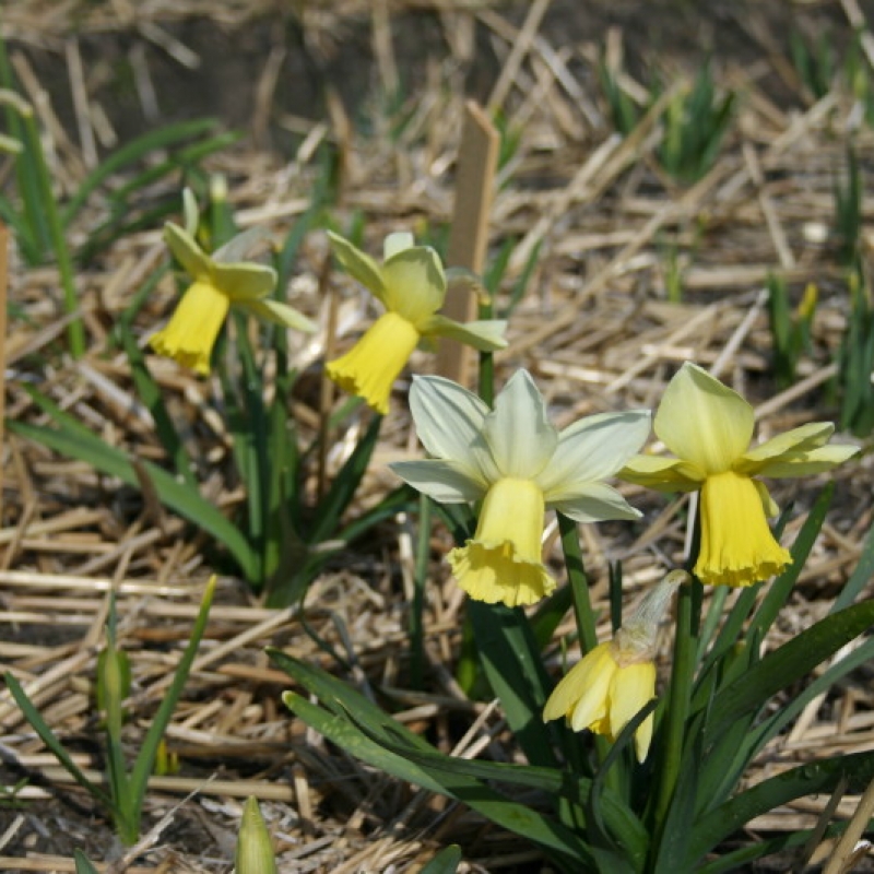 Narcissus 'Ouzel'