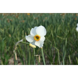 Narcissus 'Minikin'