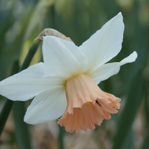 Narcissus 'Snoopie'